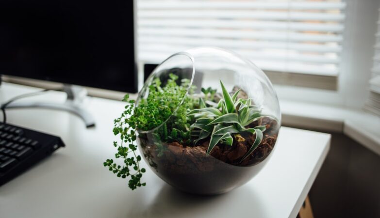 Photo Hydroponic setup